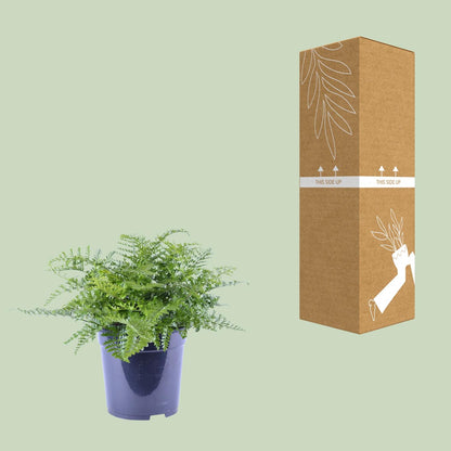 Kamerplant - Asplenium Parvati - Pot Ø 21cm Hoogte ↕ 40cm