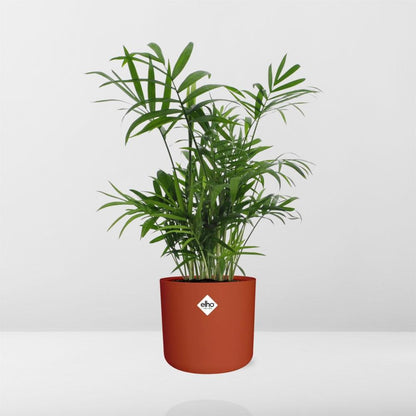 Kamerplant - Chamaedorea - Luchtzuiverend - Pot Ø 14cm