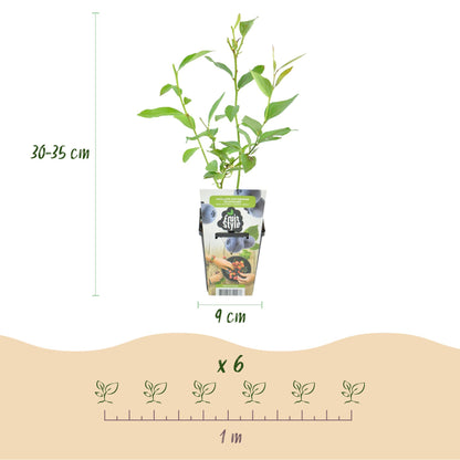 Buitenplant 6x Vaccinium corymbosum 'Goldtraube' - Winterhard - Pot Ø 9cm Hoogte ↕ 15cm