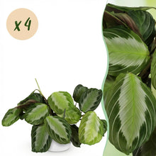 Kamerplant 4x Maranta Fascinator Silverband - Gebedsplant - Pot Ø 12cm Hoogte ↕ 25cm