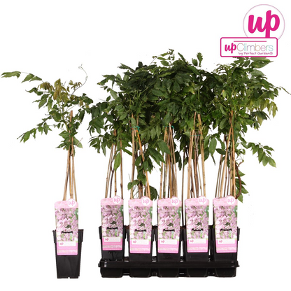 Buitenplant - Wisteria floribunda 'Rosea' - Bloeiend - Pot Ø 15cm Hoogte ↕ 65cm