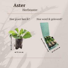 Buitenplant 6x Aster - Bloeiend - Pot klein Hoogte ↕ variabel