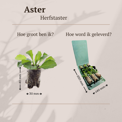 Buitenplant 6x Aster - Bloeiend - Pot klein Hoogte ↕ variabel