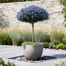 Buitenplant - Ceanothus thyrsiflorus Repens - Winterhard - Bloeiend - Pot Ø 19cm Hoogte ↕ 90cm