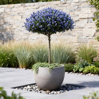 Buitenplant - Ceanothus thyrsiflorus Repens - Winterhard - Bloeiend - Pot Ø 19cm Hoogte ↕ 90cm
