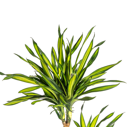 XL Kamerplant - Dracaena Deremensis Rikki - Pot Ø 24cm Hoogte ↕ 130-150cm