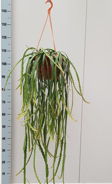 Kamerplant - Lepismium Cruciforme - Pot Ø 20cm Hoogte ↕ 60cm