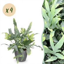 Kamerplant 4x Phlebodium aureum Blue Star - Pot Ø 12cm Hoogte ↕ 25cm