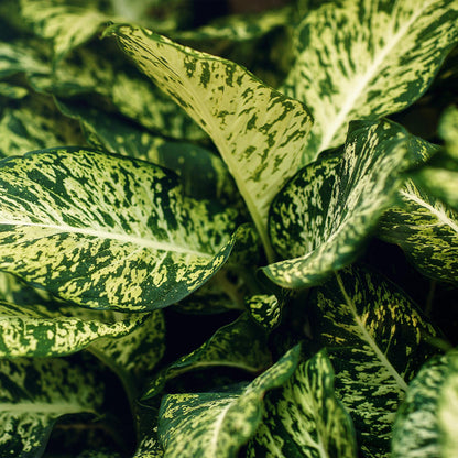 Green BoutiQ - Green is... Kamerplanten - Diefenbachia Compacta - Dieffenbachia - Weinig onderhoud - Groen - 1 Plant - Pot 17cm - Hoogte 45-50cm