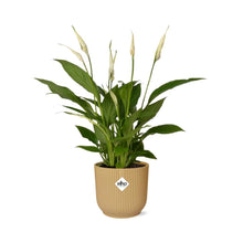 Kamerplant - Spathiphyllum Torelli - Inclusief sierpot - Pot Ø 12cm