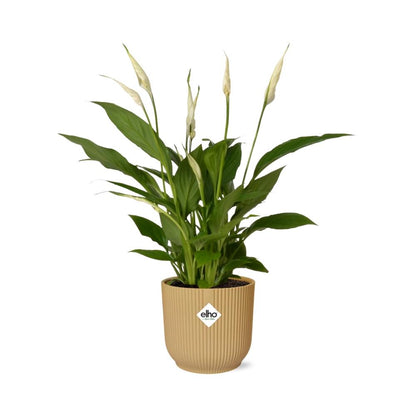 Kamerplant - Spathiphyllum Torelli - Inclusief sierpot - Pot Ø 12cm