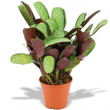 Kamerplant - Ctenanthe Amagris - Pot Ø 14cm Hoogte ↕ 35-40cm