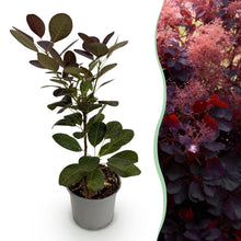 Buitenplant - Cotinus coggyria 'Royal Purple' - Bladverliezend - Pot Ø 12cm Hoogte ↕ 35cm