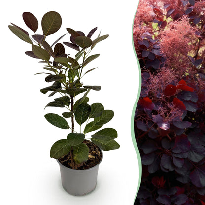 Buitenplant - Cotinus coggyria 'Royal Purple' - Bladverliezend - Pot Ø 12cm Hoogte ↕ 35cm