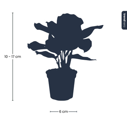 Kamerplant - Calathea Makoyana - Pot Ø 6cm