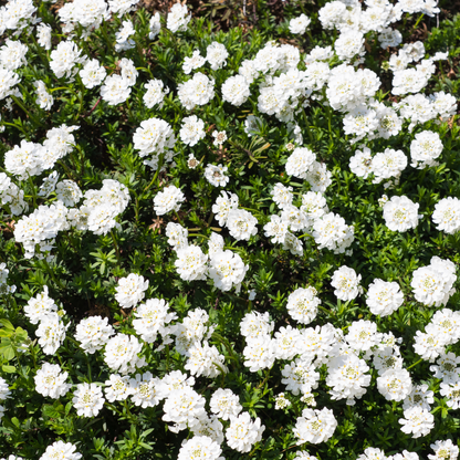 48x Iberis semp. 'Schneeflocke' - ↕10-25cm - Ø9cm