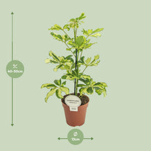 Kamerplant - Schefflera Charlotte - Pot Ø 13cm Hoogte ↕ 45cm