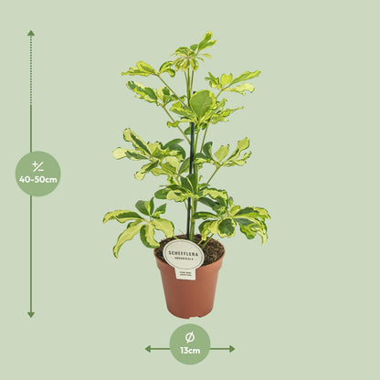 Kamerplant - Schefflera Charlotte - Pot Ø 13cm Hoogte ↕ 45cm