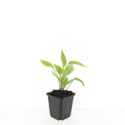 Buitenplant 48x Echinacea purpurea 'White Swan' - Bloeiend - Pot Ø 9cm Hoogte ↕ 10-25cm