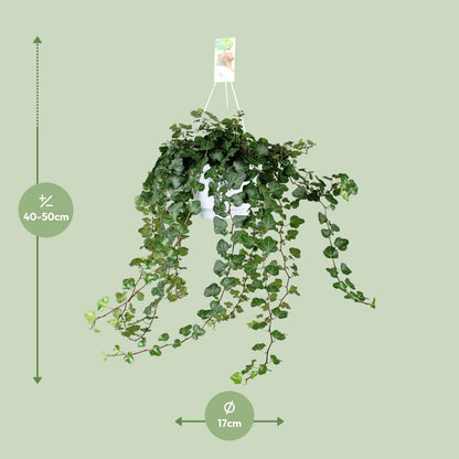 Kamerplant - Hedera Wonder Green - Pot Ø 17cm Hoogte ↕ 70cm