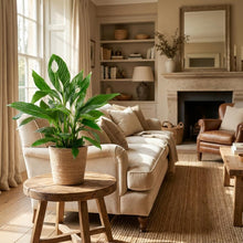 Kamerplant - Spathiphyllum incl. mand zeegras naturel - Pot Ø 21cm Hoogte ↕ 80cm