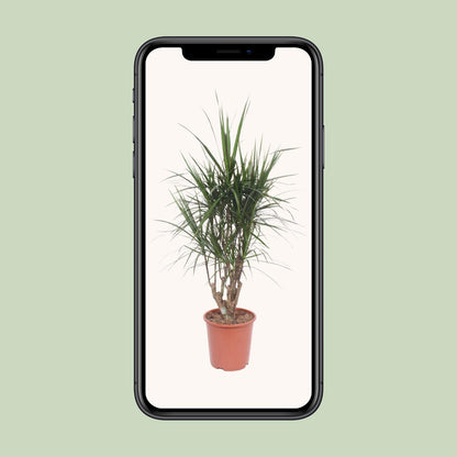 XL kamerplant - Dracaena Marginata - Pot Ø 27cm Hoogte ↕ 130cm