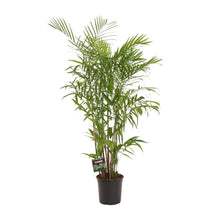 XL kamerplant - Chamaedorea Seifrizii - Pot Ø 27cm Hoogte ↕ 160cm