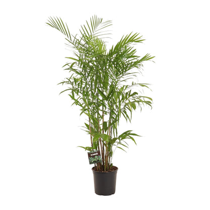 XL kamerplant - Chamaedorea Seifrizii - Pot Ø 27cm Hoogte ↕ 160cm