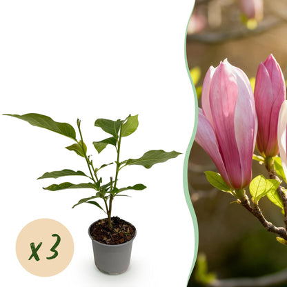 Buitenplant 3x Magnolia 'Ricki' - Bloeiend - Pot Ø 12cm Hoogte ↕ 30cm