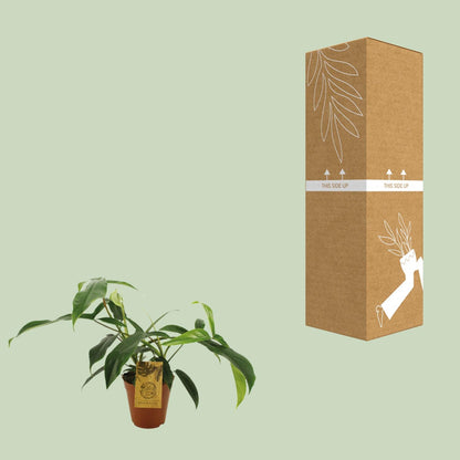 Kamerplant - Philodendron 69686 'Bette Waterbury' - Pot Ø 15cm Hoogte ↕ 50cm