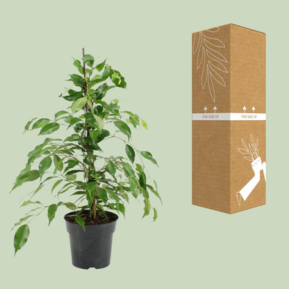 Kamerplant - Ficus Benjamina Danita - Pot Ø 17cm Hoogte ↕ 70cm
