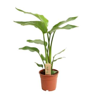 Kamerplant - Strelitzia Nicolai - Hoogte ↕ 35-250cm