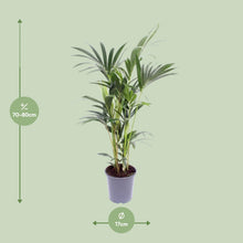 Kamerplant - Howea Forsteriana - Pot Ø 17cm Hoogte ↕ 75cm