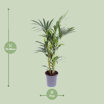 Kamerplant - Howea Forsteriana - Pot Ø 17cm Hoogte ↕ 75cm