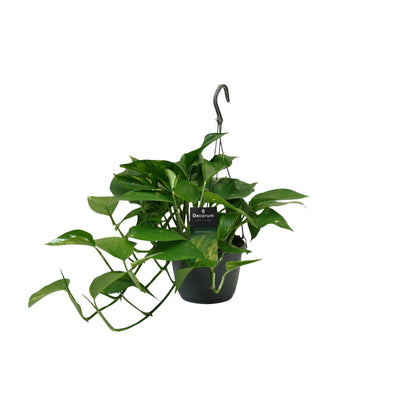 Kamerplant - Scindapsus (Epipremnum) - Pot Ø 15cm Hoogte ↕ 45cm