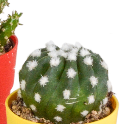 Kamerplant 5x Cactus mix - Pot Ø 5,5cm