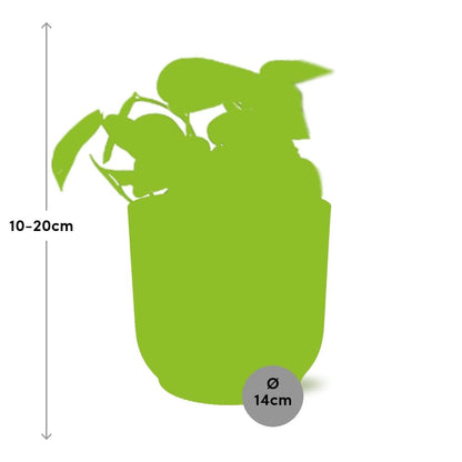 Kamerplant - Scindapsus Pictus 'Trebie' - Pot Ø 14cm