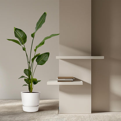 XL kamerplant 2x Strelitzia Nicolai - Pot Ø 17cm Hoogte ↕ 130cm