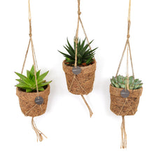 Kamerplant 3x Kokopot String Succulent Mix - Pot Ø 10cm Hoogte ↕ 15cm