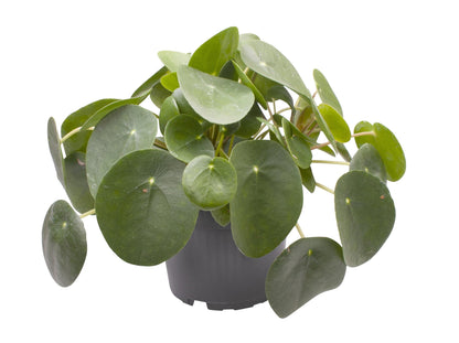Kamerplant - Pilea Peperomioides - Pot Ø 12cm Hoogte ↕ 20cm