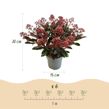 Buitenplant 2x Skimmia japonica Rubella - Winterhard - Bloeiend - Pot Ø 15cm Hoogte ↕ 30cm