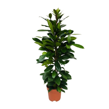 XL kamerplant - Ficus Cyathistipula - Pot Ø 21cm Hoogte ↕ 105cm