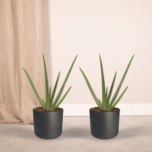 Kamerplant 2x Aloe Vera - Succulent - Pot Ø 12cm Hoogte ↕ 40cm