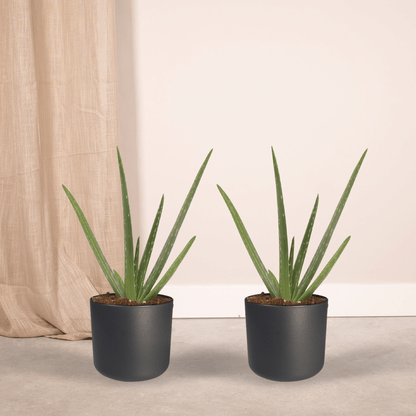 Kamerplant 2x Aloe Vera - Succulent - Pot Ø 12cm Hoogte ↕ 40cm