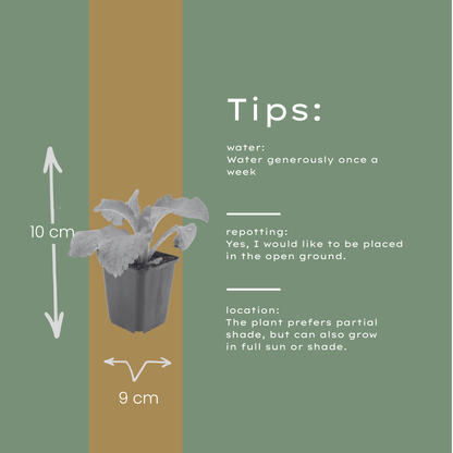 Buitenplant 48x Digitalis purpurea - Bloeiend - Pot Ø 9cm Hoogte ↕ 10-25cm