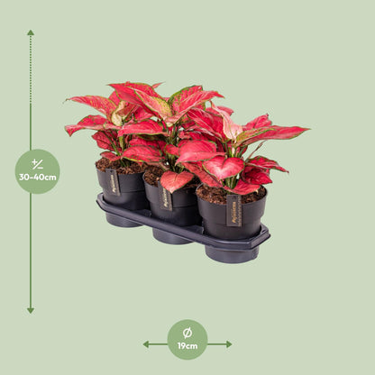 Kamerplant - Aglaonema Red Joy - Pot Ø 19cm Hoogte ↕ 40cm