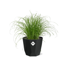 Kamerplant - Cyperus Alternifolius 'Zumula' - Pot Ø 14cm