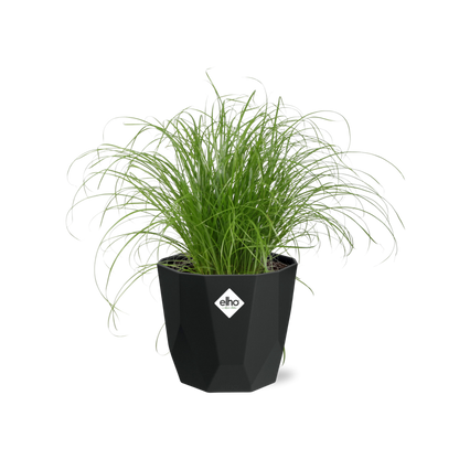 Kamerplant - Cyperus Alternifolius 'Zumula' - Pot Ø 14cm