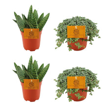 Kamerplant 4x Mix - 2x Aloe Paradisicum + 2x Pilea Glauca - Pot Ø 10.5cm Hoogte ↕ 10cm