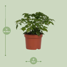 Kamerplant - Rademachera Sinica - Pot Ø 12cm Hoogte ↕ 27cm